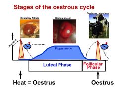 (COW)
(1) LUTEAL PHASE; Lasts fm time of ovulation until regression (LUTEOLYSIS) of CL, near end of estrous cycle. Involves formation of CL, progesterone prod'n, & luteolysis. 
 
(2) FOLLICULAR PHASE; Initiated after luteolysis, reduction in progestero