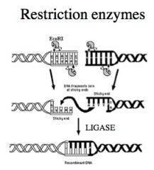 A class of enzymes that recognize short sequences of bases so as to make precise cuts at known points in both strands of a DNA molecule. 

When vector DNA and donor DNA are cut with the same restriction enzymes, fragments contain matching "sticky ends" 