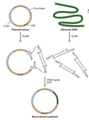 (1) Plasmid & DNA "digested" w/ same restriction enzymes
(2) Treated w/ enzyme T4 DNA ligase + ATP.  

This re-forms phosphodiester bonds and results in recombinant DNA plasmid.