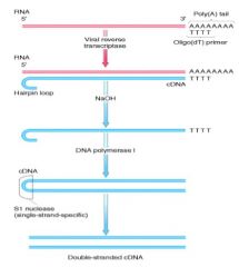 (1) DNA primer hybridizes to the polyA sequence
(2) Enzyme REVERSE TRANSCRIPTASE (from retroviruses, which require for RNA to DNA conversion) is used to make the first strand of DNA
(3) RNA is degraded by NaOH
(4) Hairpin loop forms at 3' end, allowing