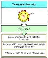 Proteins made and released by host cells in response to presence of pathogens (viruses, bacteria, parasites or tumor cells). They allow for communication b/w cells to trigger immune system.

IFNs belong to the large class of glycoproteins known as CYTOK