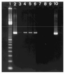Pathogen of neonatal puppies, widespread domestic dogs, causes ENTERITIS (SI inflammation).

Single stranded DNA virus. Can be detected in fecal specimens using PCR.

Confirming presence of CPV; 
Lane 1 = ladder / 2 lanes = reference strain / remaini