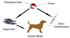 (1) IN VIVO; Directly apply to animal

(2) EX VIVO; Gene of therapeutic interest is introduced to isolated cells fm patient, genetically engineered cells are propagated & characterized, then injected/administered to patient.