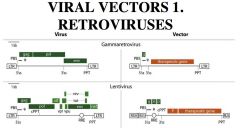 (1) Viral genes are replaced with therapeutic gene(s), 
(2) GT (gene therapy) viral vectors are made in packaging cell line (or "helper" cell line"); in which missing viral functions are expressed by other recombinant vectors

Gammaretrovirus; Most of 