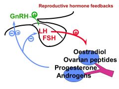 (a) LH & FSH; POSITIVE FEEDBACK on ovary

(b) Progesterone & estradiol release from ovary; NEGATIVE FEEDBACK on hypothalamus, inhibiting GnRH release/suppressing pulse frequency of GnRH (leading to less LH & FSH & less positive feedback on estradiol & p