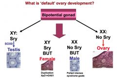 Bipotential gonad, able to develop into testis or ovary.  SRY = increases Sox 9 expression --> leads to testis development.

XY genotype, SRY present --> Sox 9 expression --> Testis develop

XX genotype, NO SRY --> Ovaries develop

BUT... There are 