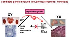 SRY has a negative effect on genes (1) DAX1, (2) Wnt4, (3) PISRT1, and (4) FOXL2 --> Which is the FACTOR "Z" that SRY needs to control.

Inhibiting these anti-testis/pro-ovary genes removes the repression/inhibition on factors of male development (Sox9,