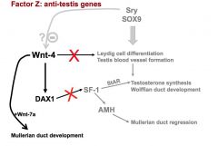 DAX1 = an "anti-testis/pro-ovary" gene expressed in females. Fxn: inhibits SF-1 expression, which prevents testosterone synthesis, wolffian duct development, and prevents mullerian duct regression.

SF-1: Male development gene. (a) promotes expression o