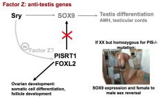 Factor Z = a factor that represses male development, but is negatively regulated by the SRY gene (found on Y chromosome, involved w/ bipotential indifferent gonad becoming testis).

FOXL2 = a gene (a) involved w/ ovarian development, somatic cell differ