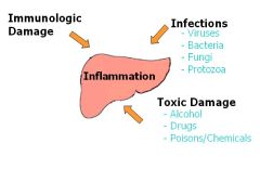 a.	Is inflammation of the liver due to noninfectious processes such as: chemicals like EtOH or medications, also genetic & metabolic disorders, autoimmune, and obesity
b.	Sx: Jaundice, loss of appetite, fatigue, muscle & joint aches 
c.	Findings: Elevat