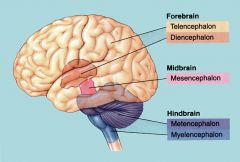 Midbrain*

*may not be important for the exam