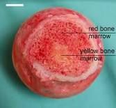B lymphocytes & T Lymphocytes		  

In the bone marrow.