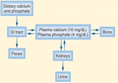 Calcium Hormones extracellular Ca2+ bound to plasma proteins – remains in narrow range – Regulatory Points