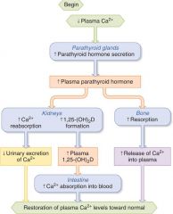 PTH Physiological Effects: