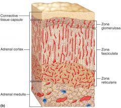 Adrenal Glands: adrenal cortex  and medulla