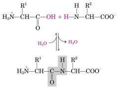 Psy bond --- Pi bond (share e O and N) ---> peptide bond