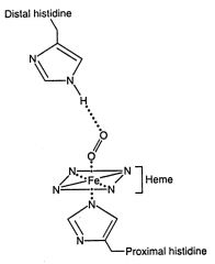 When oxygen binds to a heme-containing protein, the two open coordination bonds of Fe2+ are occupied by: