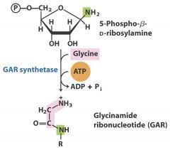 6. Ligase: Glycine - GAR