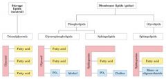 Glycerophospholipids (cell membrane)