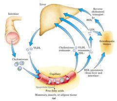 Chylomicron as carriers and hooked to ---