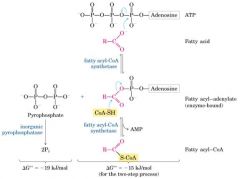 Step 1. Acyl-CoA formation ....
