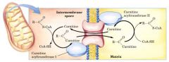 Steps 2 and 3 - Carnitine Assisted Transport into Mitochondria