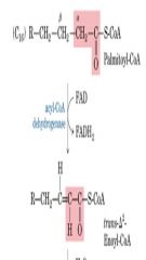 Step 1 of b-oxidation – Oxidation by FAD