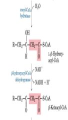 Step 3 –   Oxidation of Alcohol by NAD+