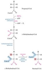 Rearrangement by methylmalonyl-CoA mutase to form succinyl-CoA.
