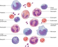 Blood Smear histology
