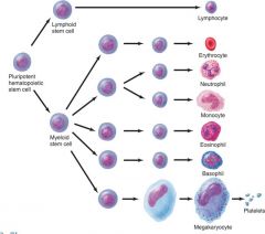 Myeloid vs Lymphoid hemopoiesis