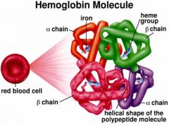 Hemoglobin – gas transport