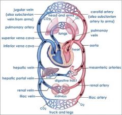 Hepatic artery (main)
Portal Vein
