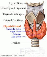 The thyroid is composed of spherical follicles that selectively absorb iodine (as iodide ions, I-) from the blood for production of thyroid hormones, but also for storage of iodine in thyroglobulin. Twenty-five percent of all the body's iodide ion...