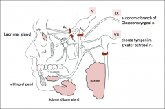 3. Auriculotemporal Nerves: סעיף פרה- סימפתטי של ה- Nerve Glossopharyngeal (עצב קרניאלי 9) הנקרא Lesser Petrosal, עושה מהלך ארוך ומסובך באוזן ולבסוף מגיע אל ה- Otic Ganglion. הסעיף הפוסט גנגליוני מצטרף ל- V3 ושם יש שני סעיפים הנקראים Auriculotemporal Nerv