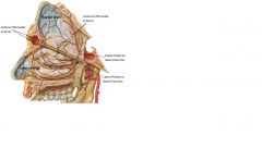 1. Sphenopalatine Artery ( branch of the maxillary ar.)
   1. Lateral Posterior Nasal Branches: סעיפים שמספקים דם לקיר הלטרלי מאחור.
   2. Septal Posterior Nasal Branches: סעיפים שמספקים דם לקיר הספטלי מאחור.

2. Anterior & Posterior Ethmoidal Arterie