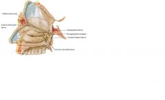 1. מאחור- עצבוב סנסורי (תחושה כללית) + פרה- סימפתטי:
בקיר הספטלי: ה- Nasopalatine Nerve המתפצל מה- Maxillary Nerve (V2).
בקיר הלטרלי: סעיפים הנקראים Posterior Lateral Branches המתפצלים מה- Maxillary Nerve ומה- Greater Palatine Nerve.
*העצבוב הפרה- סימפ