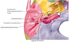 החלק הגרמי של ה- Pharyngotympanic Tube (Auditory Tube). תחילתה של התעלה נמצאת בין Foramen Ovale לבין הפטרוס