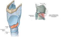 לשריר שני חלקים - Oblique part, Straight Part. זהו השריר היחיד של תיבת הקול שניתן לראות מבחוץ.

Origin: קדמת ה- Cricoid.

Insertion: הגבול התחתון של ה- Thyroid.

Innervation: זהו השריר היחיד של תיבת הקול שמעוצבב ע"י External Laryngeal Nerve.

Acti