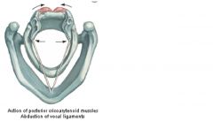 Origin: Cricoid
Insertion: מתחבר ל- Muscular Processes של ה- Arytenoid מאחור.
Innervation: Recurrent Laryngeal Branch of Vagus.
:Action כשהשריר מתכווץ הוא מקרב את ה- Arytenoid Cartilages אחד לשני. כלומר, הוא מרחיק את ה- Vocal Processes אחד מהשני וגורם 