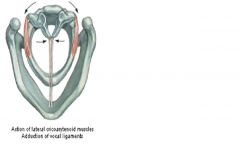 Origin: Cricoid

Insertion: מתחבר ל- Muscular Processes של ה- Arytenoid מלפנים.

Innervation: Recurrent Laryngeal Branch of Vagus.

Action: כשהשריר מתכווץ הוא מקרב את ה- Vocal Processes אחד לשני ולכן מקרב את מיתרי הקול וסוגר את Rima Glottidis.