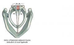 Origin + Insertion: רץ בין ה- Arytenoid cartilages.
Innervation: Recurrent Laryngeal Branch of Vagus.
Action: כשהשריר מתכווץ הוא מקרב בין ה- Arytenoid Cartilages (בלי רוטציה). כלומר, השריר סוגר את Rima Glottidis אבל לא עד הסוף. (שני מיתרי הקול לא נוגעים