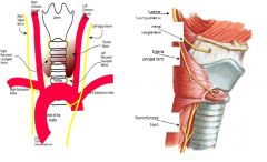 עצב ה- Vagus יורד למטה לאורך הצוואר ועובר בצד שמאל מתחת ל- Aortic Arch ומצד ימין מתחת לקשת של ה- Subclavian Artery. הסעיף החוזר, חוזר בחזרה את כל הדרך בצוואר.     ה- Recurrent Laryngeal Branch נותן עצבוב תחושתי לאזור שמתחת למיתרי הקול ועצבוב מוטורי לכל הש
