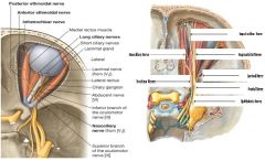 V1-  Ophthalmic Nerve: עובר דרך ה- Superior Orbital Fissure ומתפצל: 
1. Nasociliary Nerve: מתפצל לארבע-
א.	Long Ciliary Nerves: מעצבבים סנסורית את כדור העין.
ב.	Posterior Ethmoidal Nerve.
ג.	Infratrochlear Nerve
ד.	Anterior Ethmoidal Nerve: מעצבב את 
