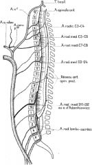 Arterial Supply
- Ant Spinal Artery (formed via 2 branches either side from vertebral arteries)
- runs in anterior median Fissure
- supplies 2/3-75% of the anterior spinal cord (Millers, A&A, Examiners Report WRONG)
- serially reinforced by spinal bra