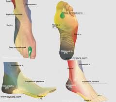 (Sep-2004 Q8) Describe the anatomy relevant to providing an ankle block for surgery on the big toe.