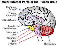 -Basal Nuclei
-Limbic System
-Cerebral Cortex or Cerebrum