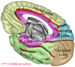 Frontal 
Parietal 
Occipital 
Temporal
