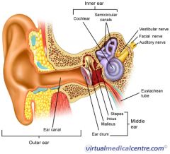 -outer ear
-middle ear
-inner ear