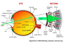 1. Light refracts of cornea -->transverses through aqueous humor
2. Passes through pupil and lens
3. Proceeds through vitreous humor until it reaches photoreceptors at the retina